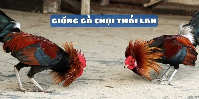 Giống gà Thái Lan cực đẹp