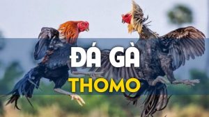 Thông tin chung về trường gà Thomo